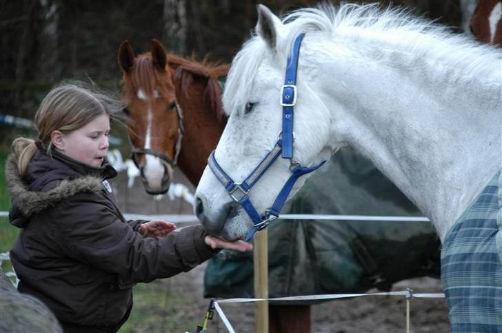 Tysk Sportspony Baloo<333 **solgt** DØD billede 17