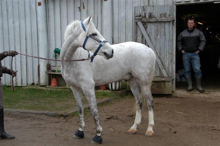 Tysk Sportspony Baloo<333 **solgt** DØD billede 18