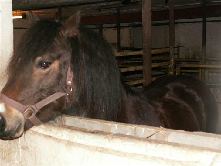 Dartmoor Muehlenmoor Sandrina billede 2