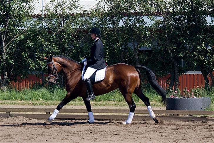 Dansk Varmblod Chanel *Gammel part* - foto: flemming kjær billede 5