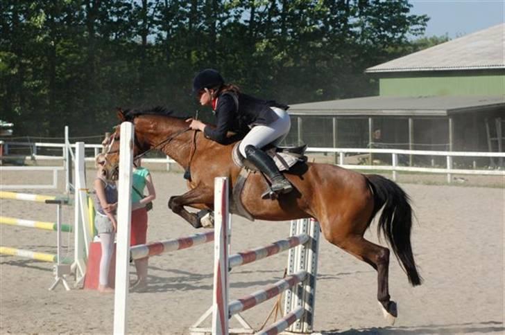 Anden særlig race Paloma Picasso [SOLGT] billede 9