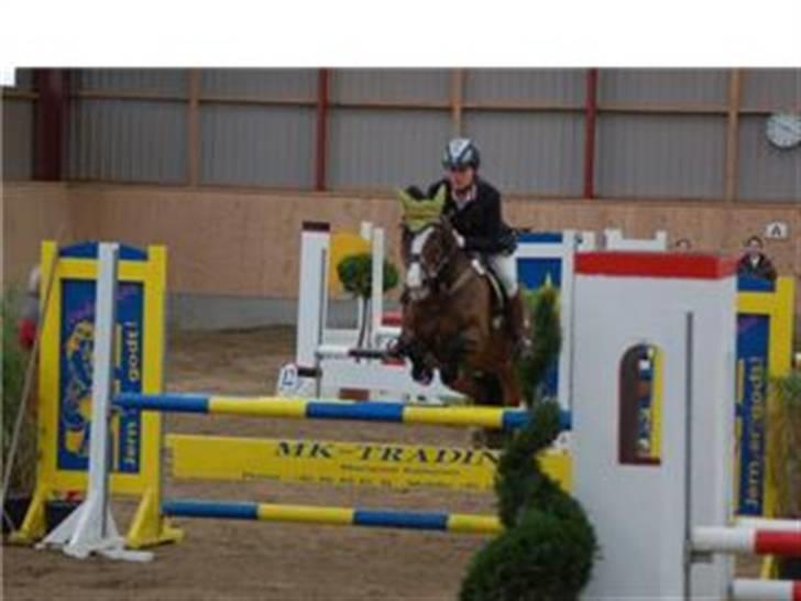 Anden særlig race Paloma Picasso [SOLGT] billede 10