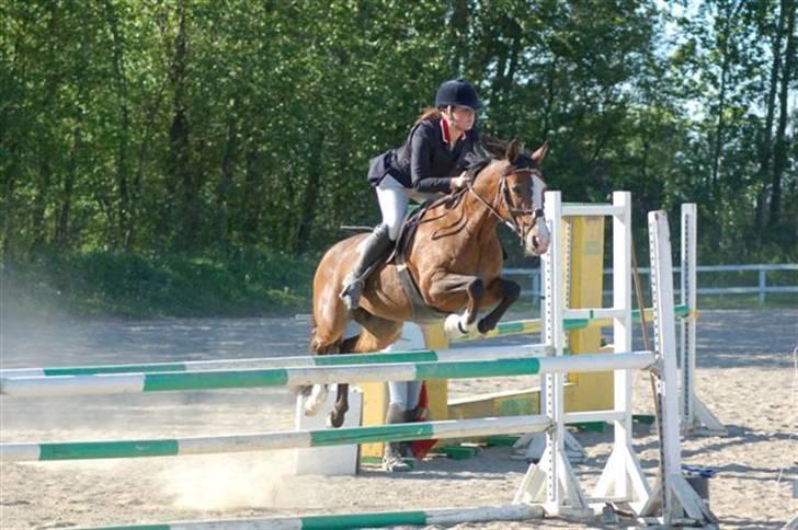 Anden særlig race Paloma Picasso [SOLGT] billede 13