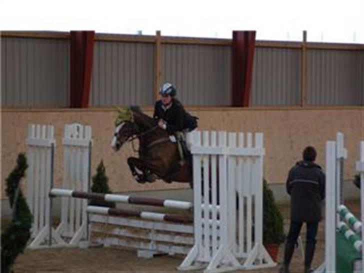 Anden særlig race Paloma Picasso [SOLGT] billede 15