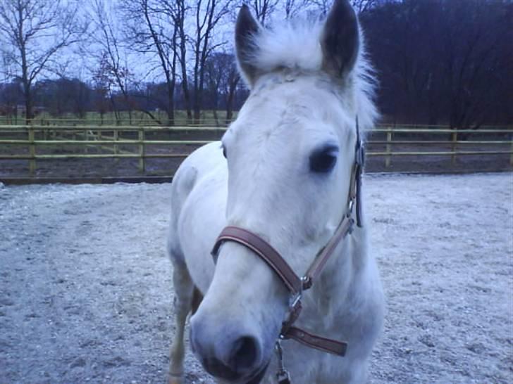 New Forest Amber - solgt :( - lidt aften gå tur d. 3/3 ,  billede 17