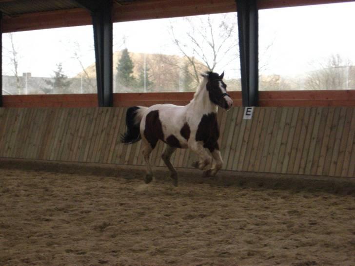 Pinto Kiara *Gammel part* - Fuld fart fremad!!...;P billede 17