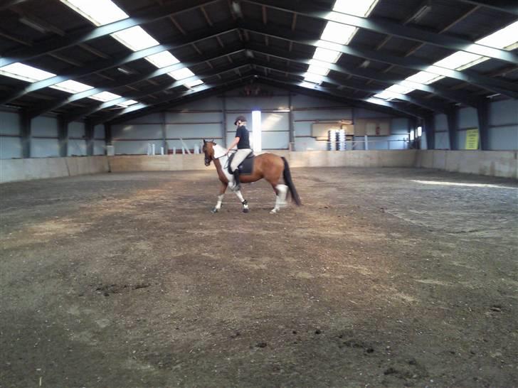 Anden særlig race Spirit - solgt billede 9