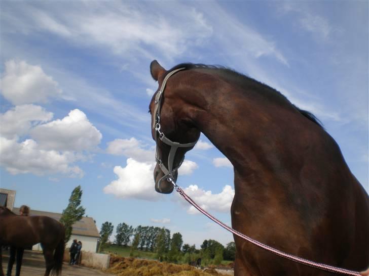 Hollandsk Sportspony Storm af vsr R.I.P - tak fordi i kiggede ind lig gerne en bedømmelse og en kommentar<3 foto sofie billede 19