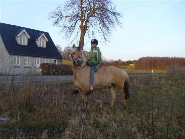 Fjordhest Toke  billede 9