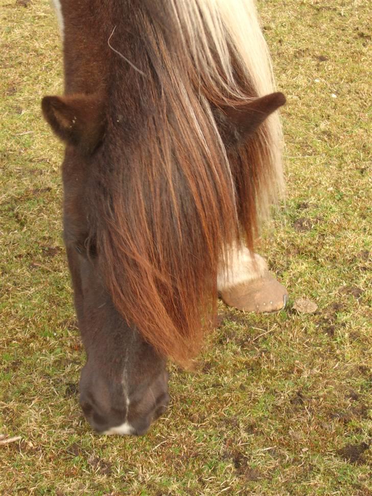 Islænder Hufa fra Gangsted R.I.P - jeg elsker dette billede <33 billede 5