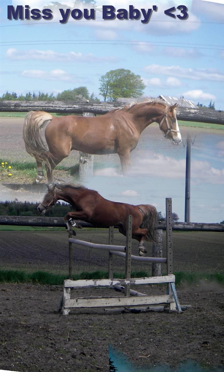 Welsh Pony af Cob-type (sec C) Skonhøjs Blue Eye [Frank] - nej hvor vi kan hoppe (: (LL) miss you :´( billede 1