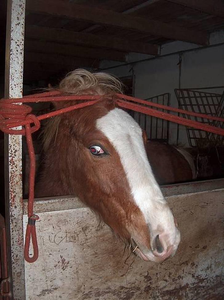 Welsh Pony af Cob-type (sec C) Skonhøjs Blue Eye [Frank] - Nu vil han ikke være der ,, :P billede 2