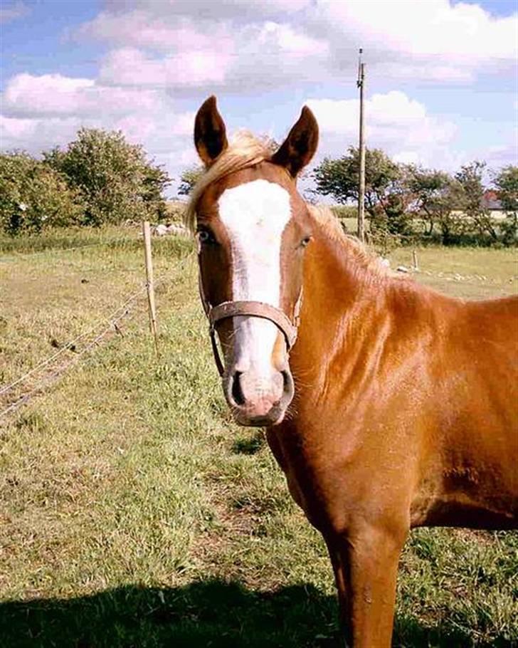 Welsh Pony af Cob-type (sec C) Skonhøjs Blue Eye [Frank] - Han ser lidt komisk ud  ;P ..  billede 6