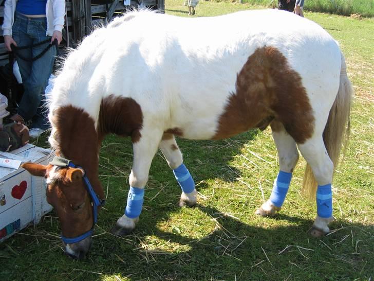 Anden særlig race - † Matros/Wingo † R.I.P - Tykke fjolle pony... Anden gang han var på dyrskue... Han ligner lidt en ko... Hehe... billede 16