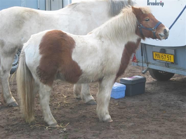 Anden særlig race - † Matros/Wingo † R.I.P - Nyeste billede af proppen... taget til julejagten, hvor han kun kom med et par gange rundt i gårdspladsen, så ville han ikke mere... fjolle pony... billede 23