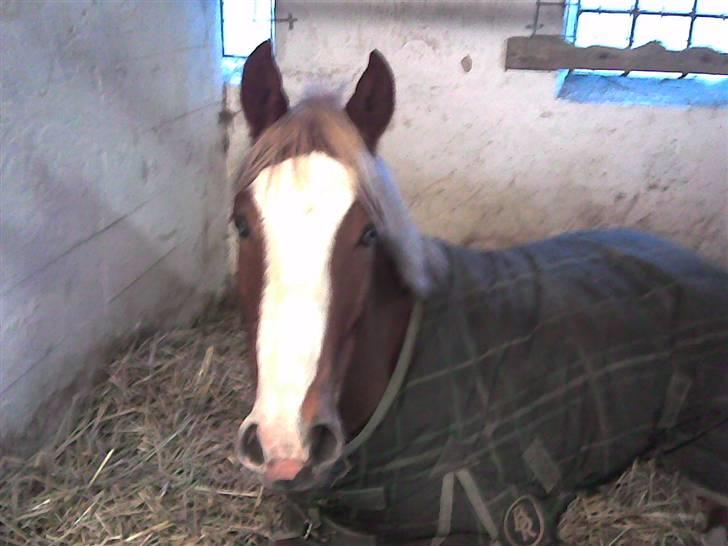Welsh Pony af Cob-type (sec C) Skonhøjs Blue Eye [Frank] - Heej.. du ligner en der lige er stået op .. ;) (LL) billede 7