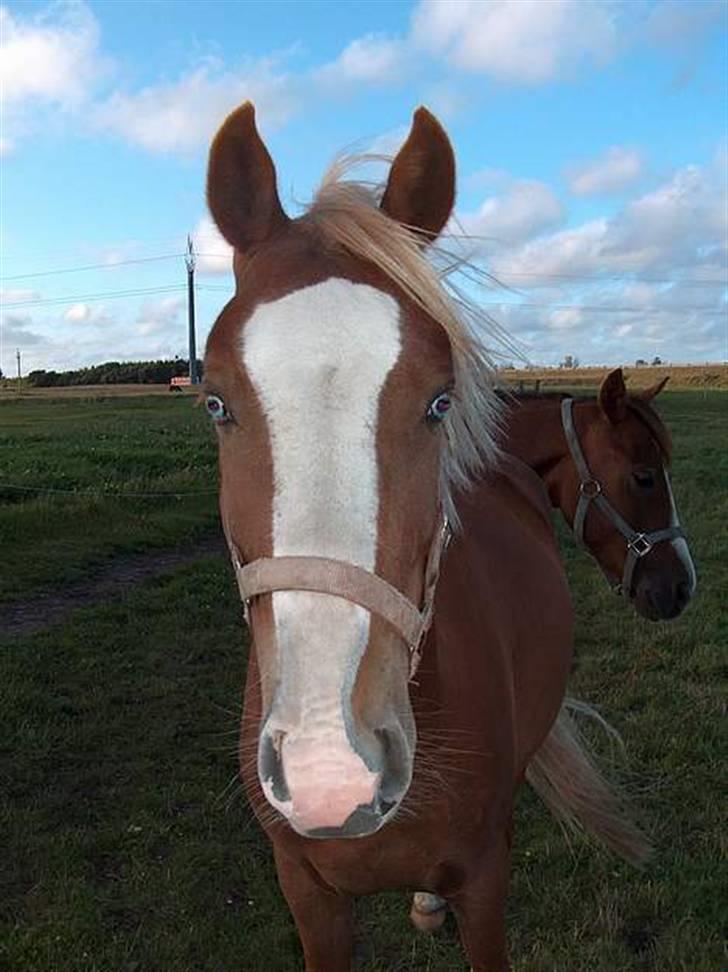 Welsh Pony af Cob-type (sec C) Skonhøjs Blue Eye [Frank] - ikke lige den kønneste vinkel.. ;) basse mand (LL) billede 8