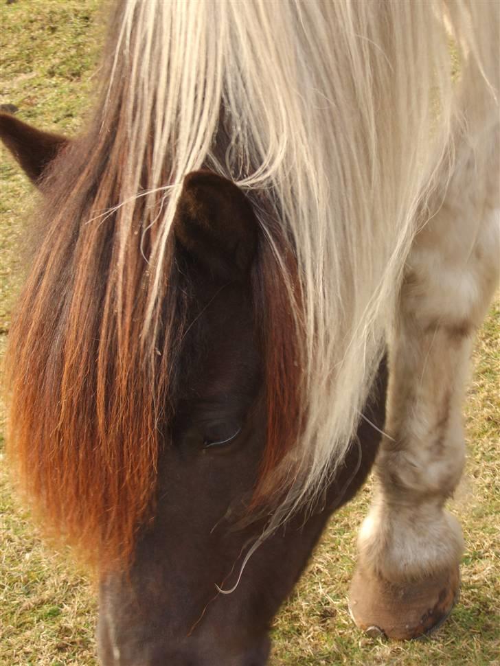 Islænder Hufa fra Gangsted R.I.P - hufa græser min lille søde hyp :) billede 8