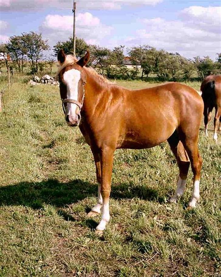 Welsh Pony af Cob-type (sec C) Skonhøjs Blue Eye [Frank] - Er han ikke bare dejlig <33 (LL) billede 9