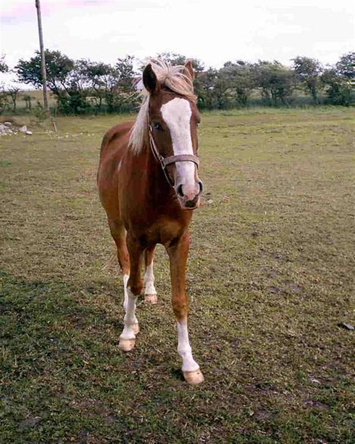 Welsh Pony af Cob-type (sec C) Skonhøjs Blue Eye [Frank] - Det er sku en sjov måde og stå på -- (LL) billede 10
