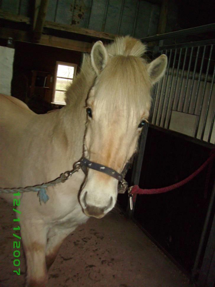 Fjordhest Glibings Demo *solgt* - Glibings Demo .. elsker dig dreng  billede 2
