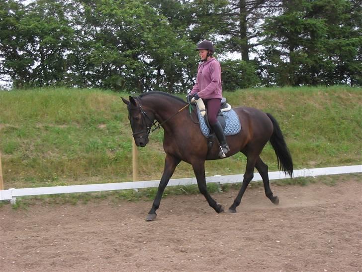 Oldenborg Pikeur - Hjemme på en dejlig sommer dag billede 6