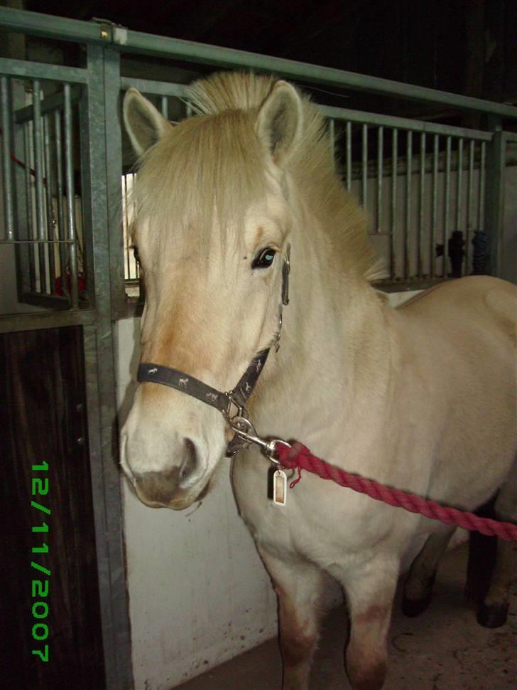 Fjordhest Glibings Demo *solgt* - Glibings Demo .. elsker dig dreng  billede 4