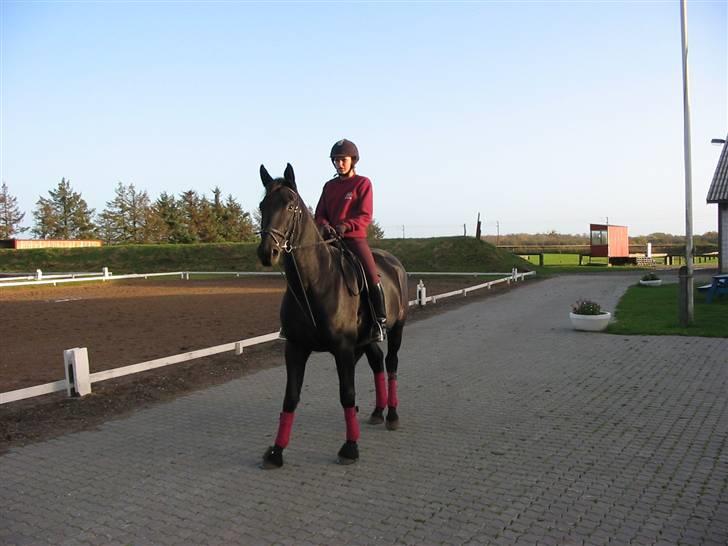 Oldenborg Pikeur - Havde lige fået min sadel billede 10