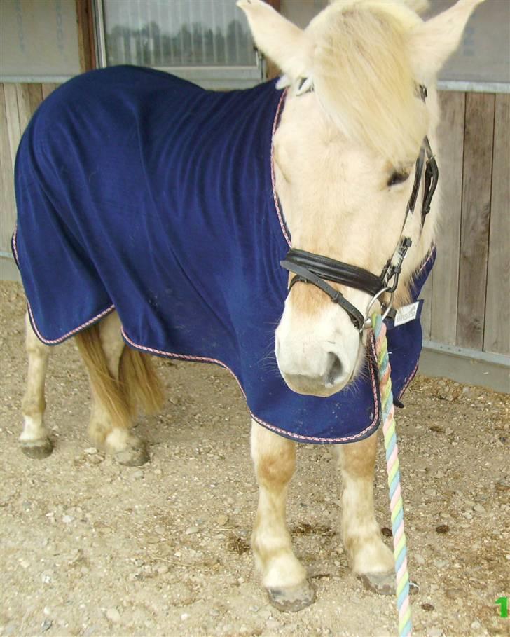 Fjordhest Glibings Demo *solgt* - Glibings Demo .. elsker dig dreng  billede 6
