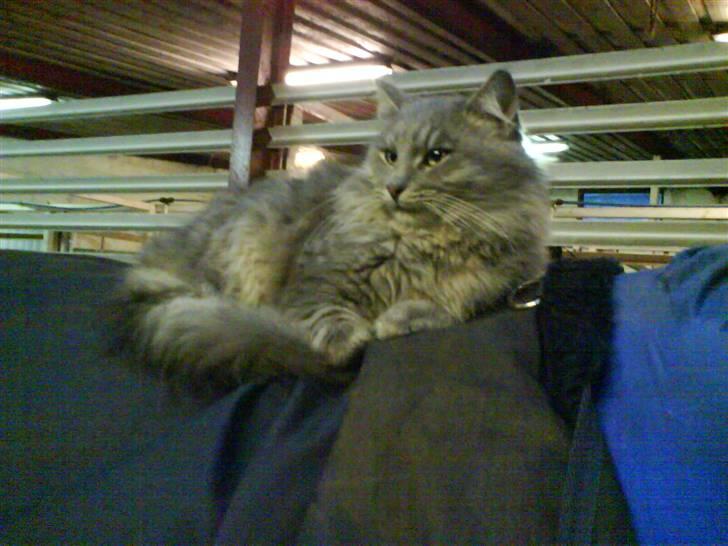 Oldenborg Pikeur - En helt normal dag, hvor vi nusser med min ridelæres kat, Albert. billede 11