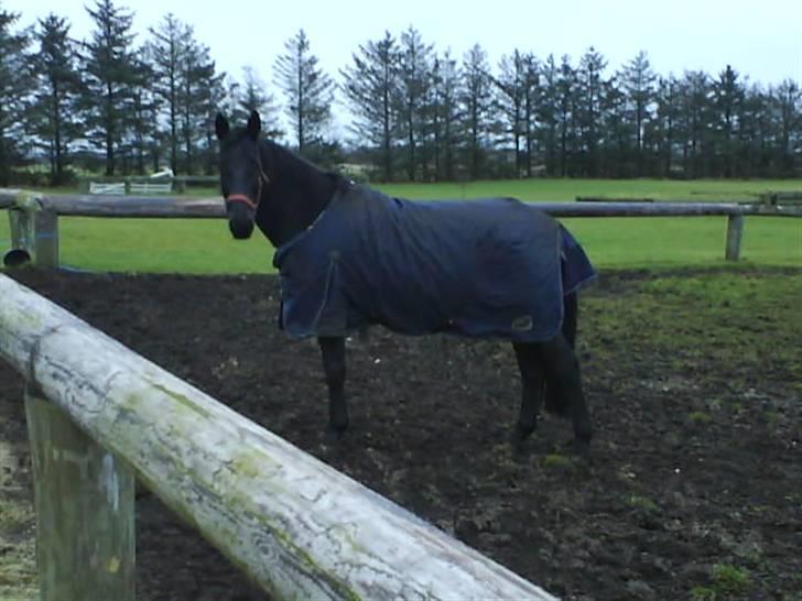 Oldenborg Pikeur - Er lidt beskidt, men han hygger sig  billede 12