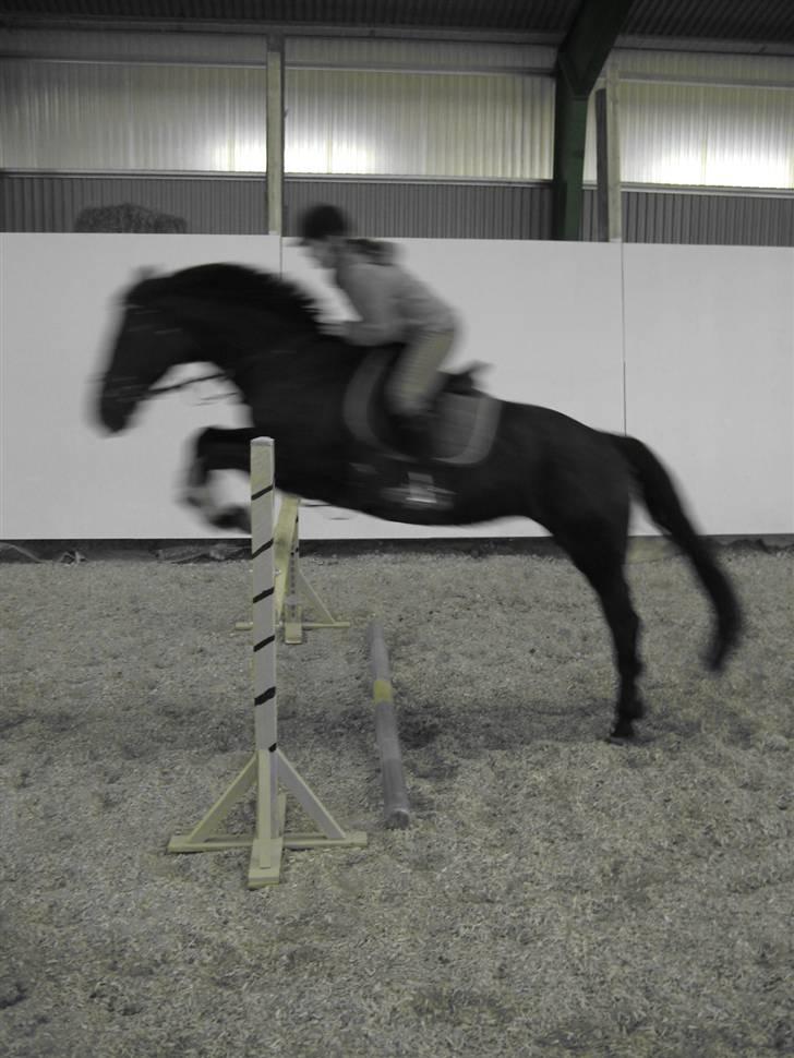 Anden særlig race Surprise Solgt billede 1