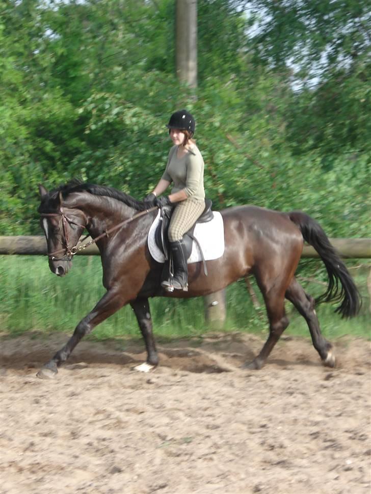 Anden særlig race Surprise Solgt billede 2