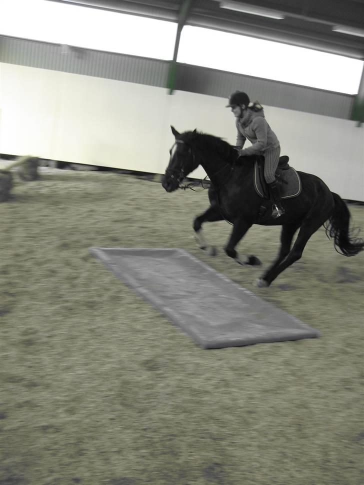 Anden særlig race Surprise Solgt billede 3