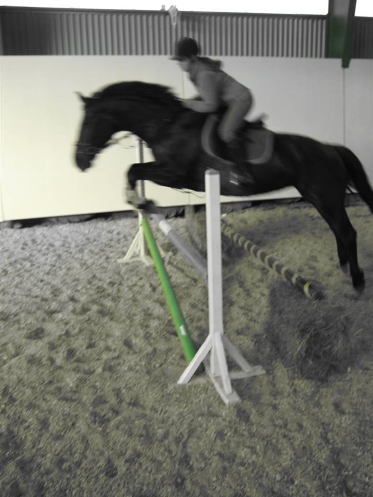 Anden særlig race Surprise Solgt billede 4