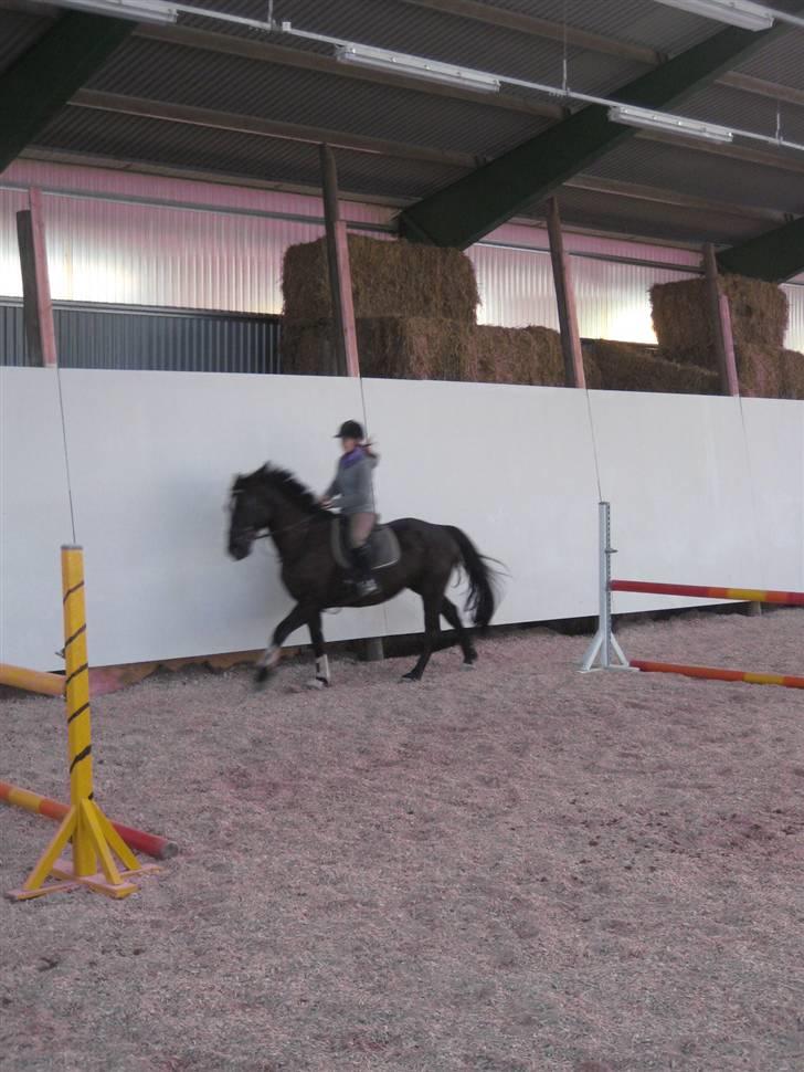 Anden særlig race Surprise Solgt billede 5