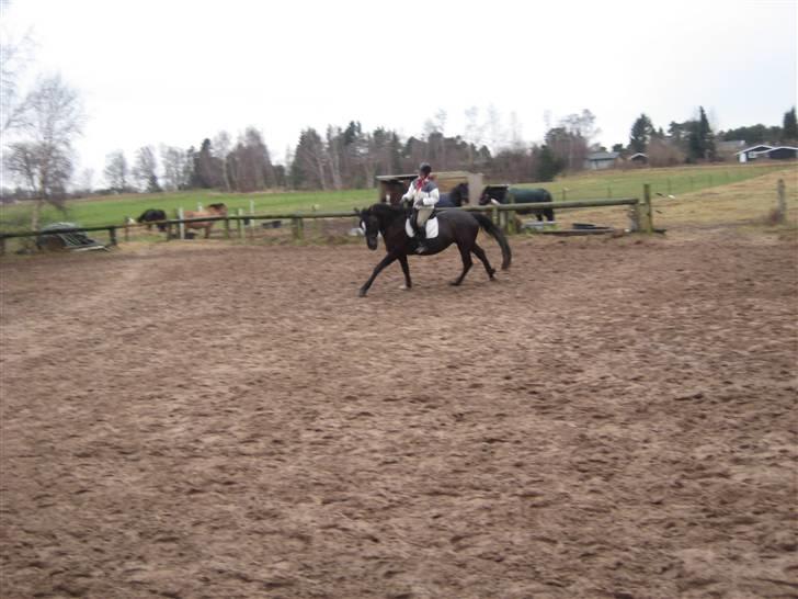 Anden særlig race Surprise Solgt billede 6