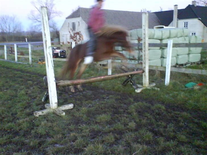 Anden særlig race Æblehavens Dixi wonderboy billede 18