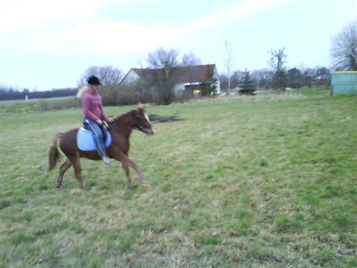 Anden særlig race Æblehavens Dixi wonderboy billede 19