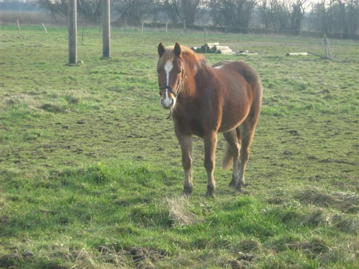 Anden særlig race Æblehavens Dixi wonderboy billede 20