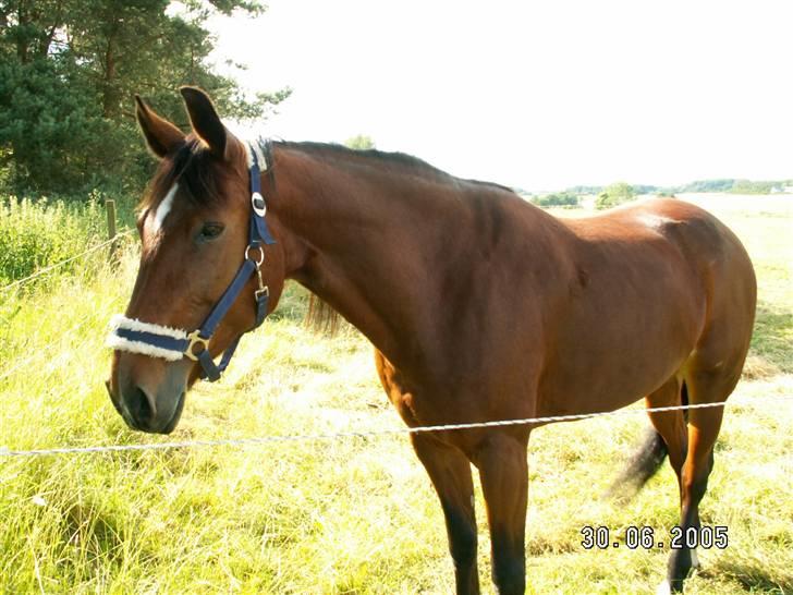 Traver - Dandy  Axworthy - - 15, love you<3 billede 14