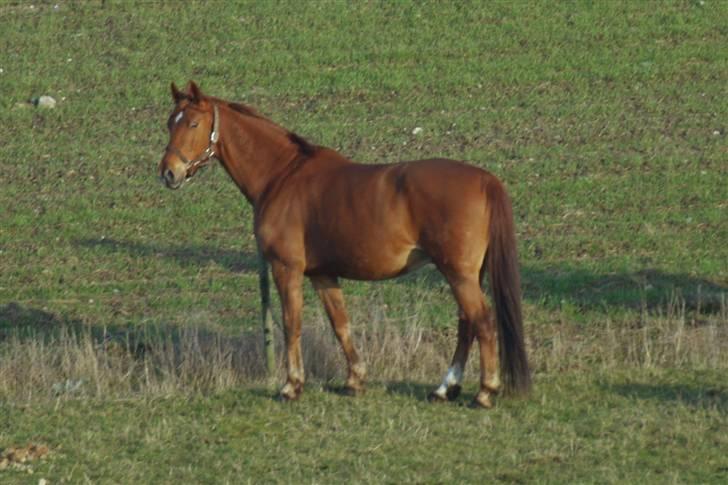 Frederiksborg radon billede 4