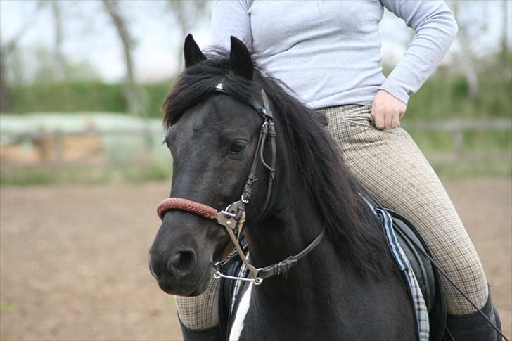 Pinto Blackie - Jagtponyen - Always so corius billede 18