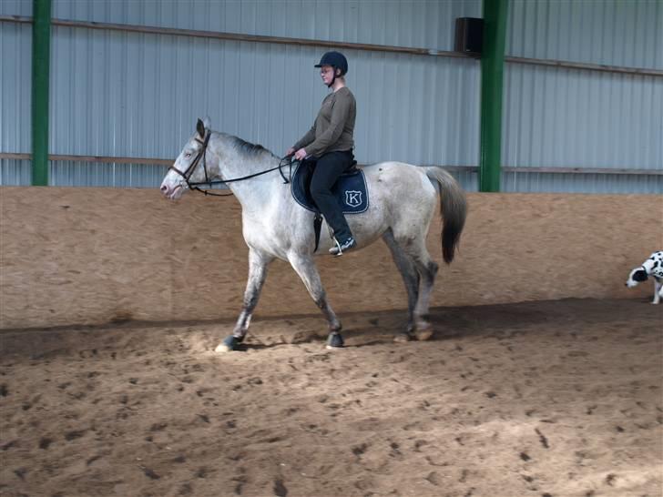 Knabstrupper Moonlight - En af de første gange med rytter i foråret billede 10