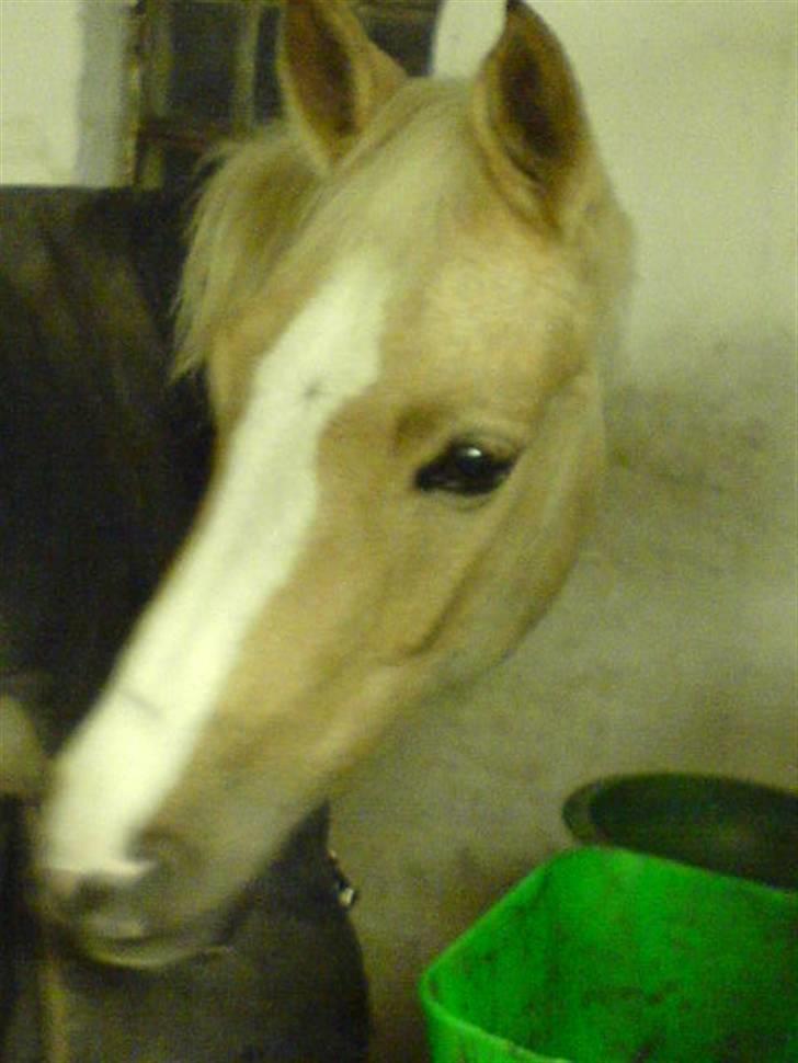 Welsh Pony af Cob-type (sec C) R.I.P Delle (bella). - hun er så smuk min lille delle  billede 9