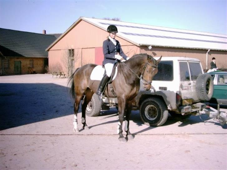 Dansk Varmblod Højbo's Dyfong - til dressurstævne i Skovly rideklub billede 1