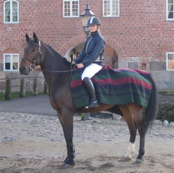 Dansk Varmblod Højbo's Dyfong - Til springstævne på Broholm  billede 2