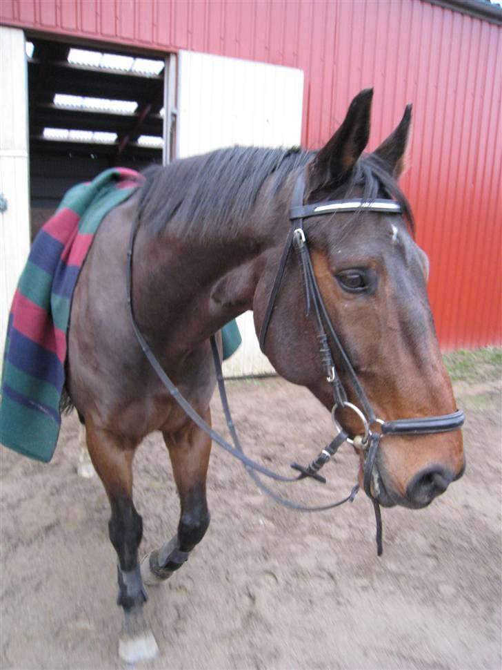 Dansk Varmblod Højbo's Dyfong - dyfong i en hyggestund  billede 3