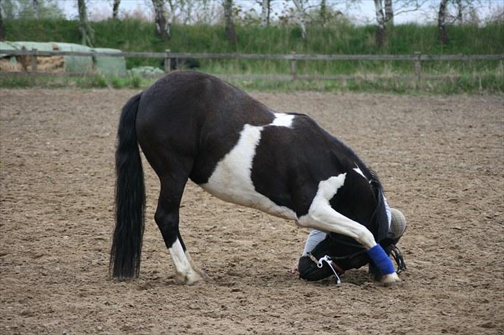 Pinto Blackie - Jagtponyen - Everything for a little food billede 10