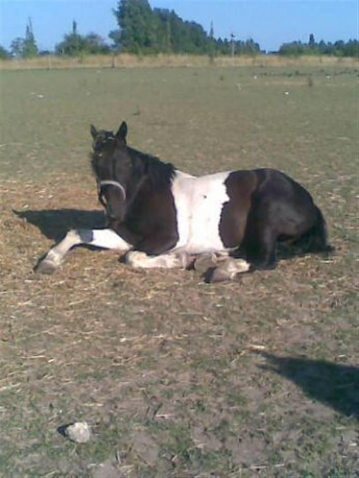 Pinto Blackie - Jagtponyen - Hej moar! jeg er lige vågnet ! det var en vild nat.XD billede 20